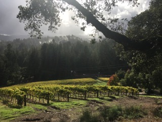 Armitage Wines Estate Vineyard