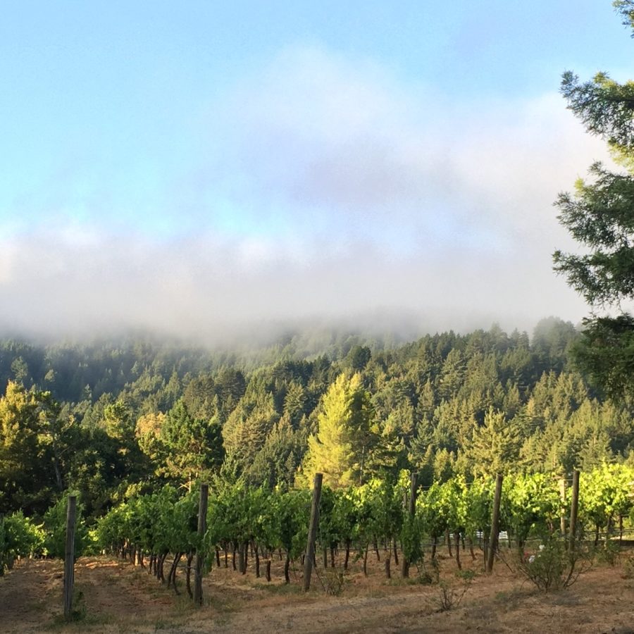 Chaine d’Or Vineyards
