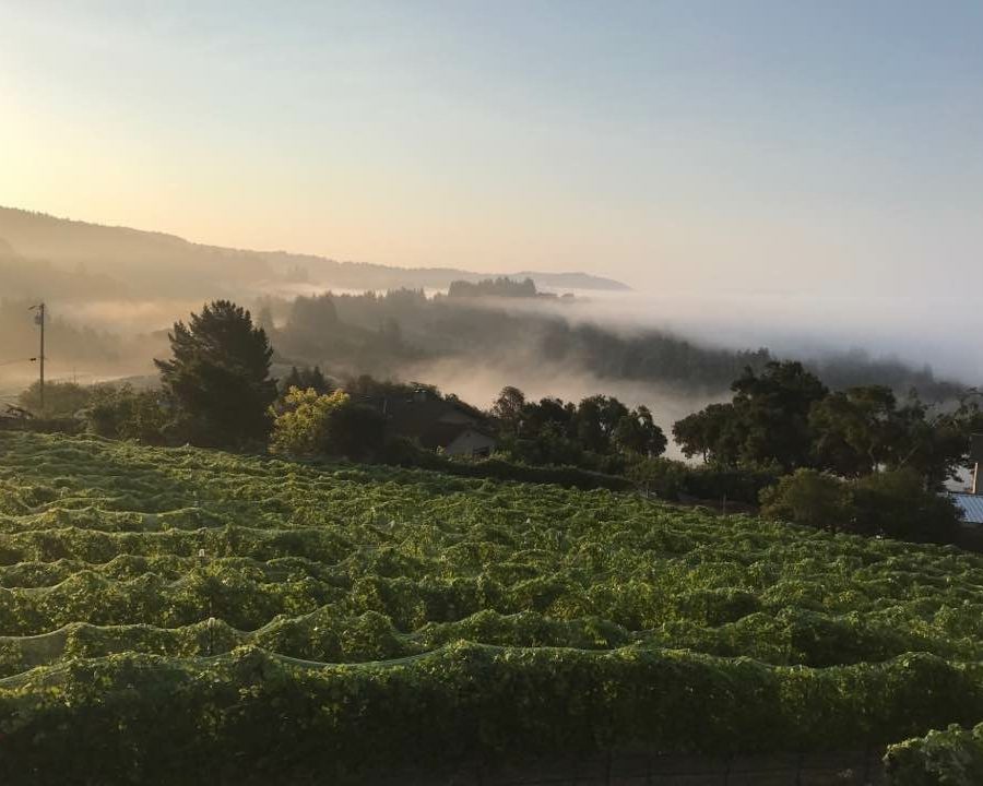El Vaquero Winery