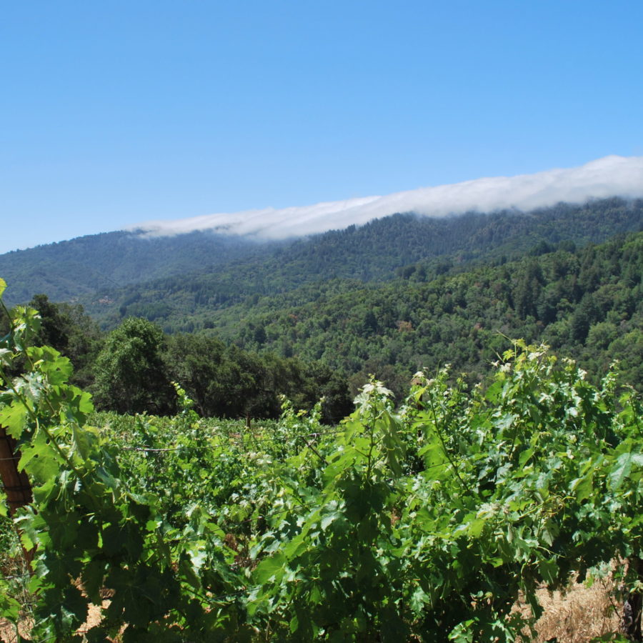 Fernwood Cellars