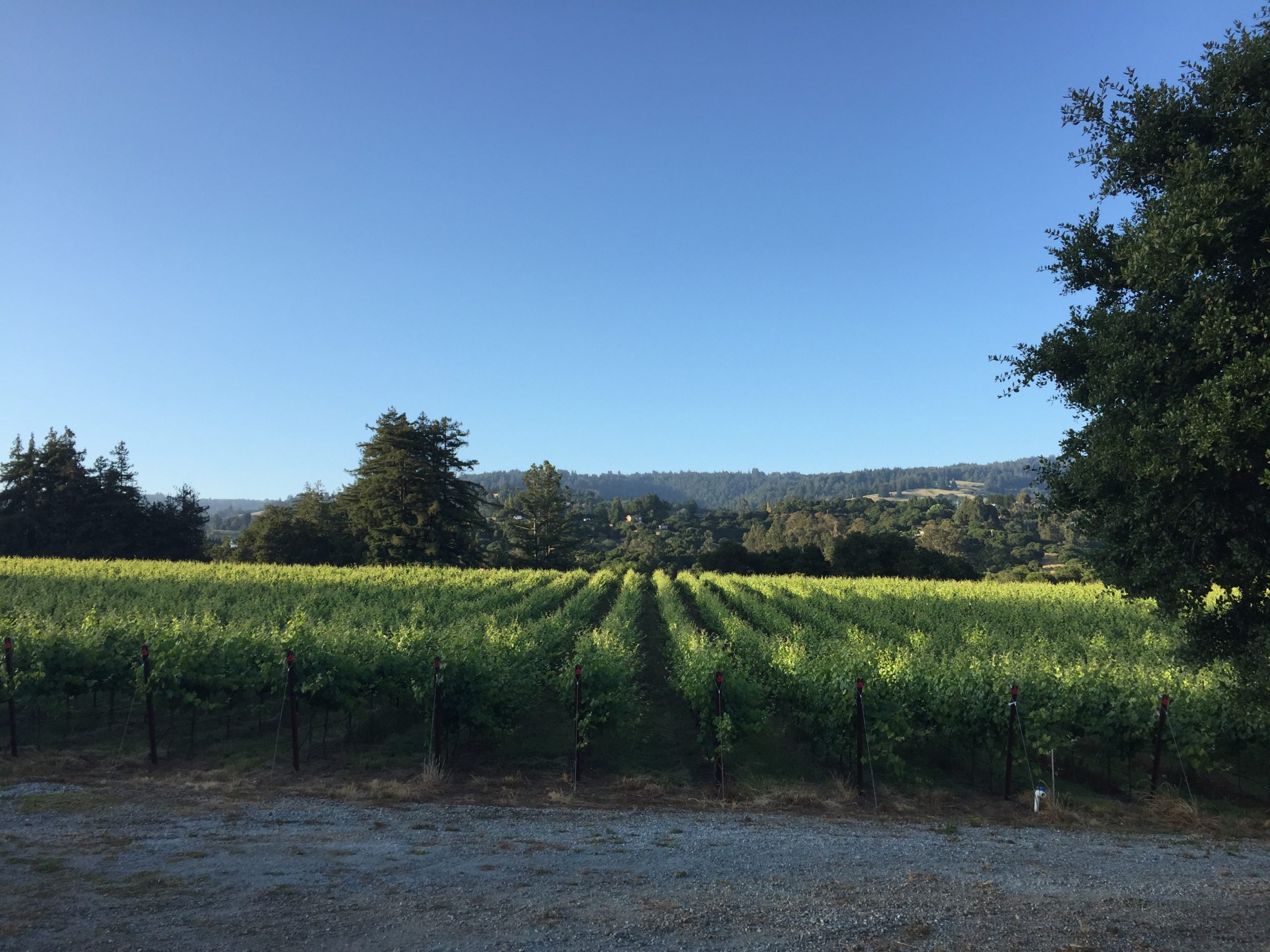 Gali Vineyards Discover Santa Cruz Mountains Wineries