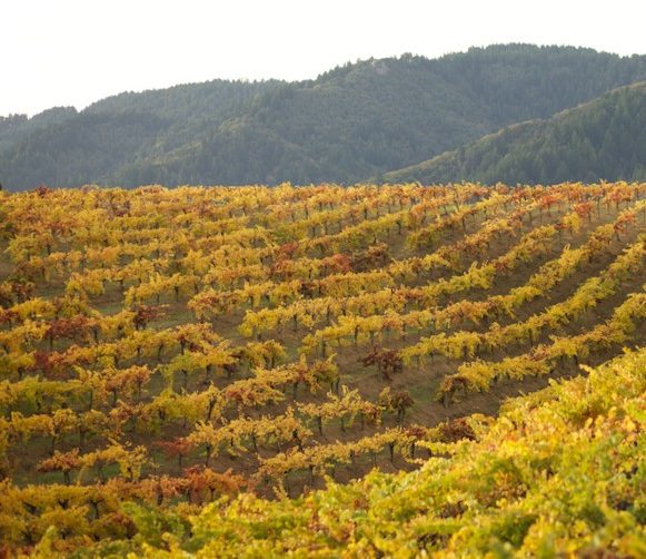 Wines of the Santa Cruz Mountains - Wineries & Tasting Rooms