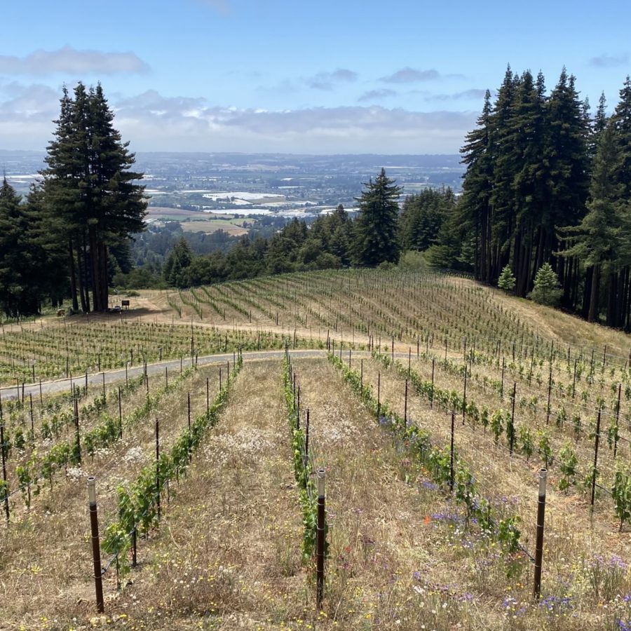 Left Bend Winery