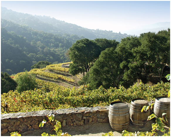 La Rusticana D’Orsa Vineyards