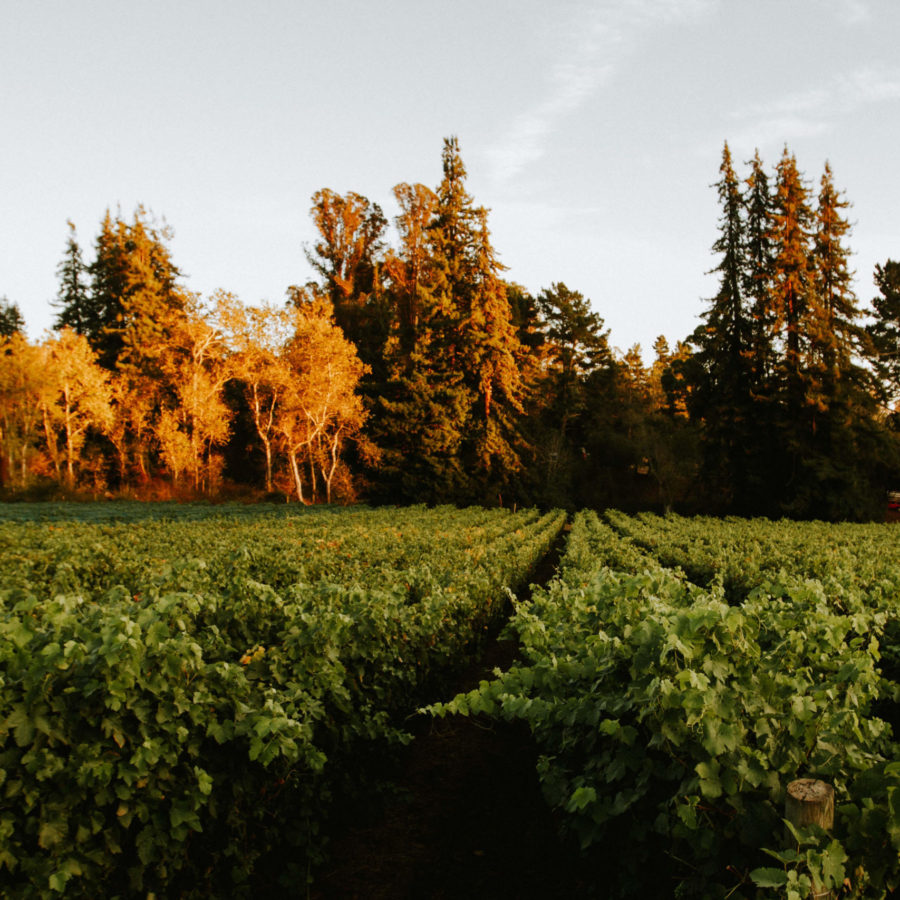 Lester Estate Wines