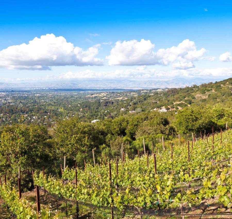McCarthy Family Estate Vineyards