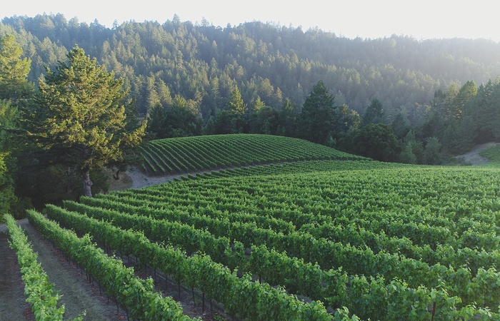 Mindego Ridge Vineyard