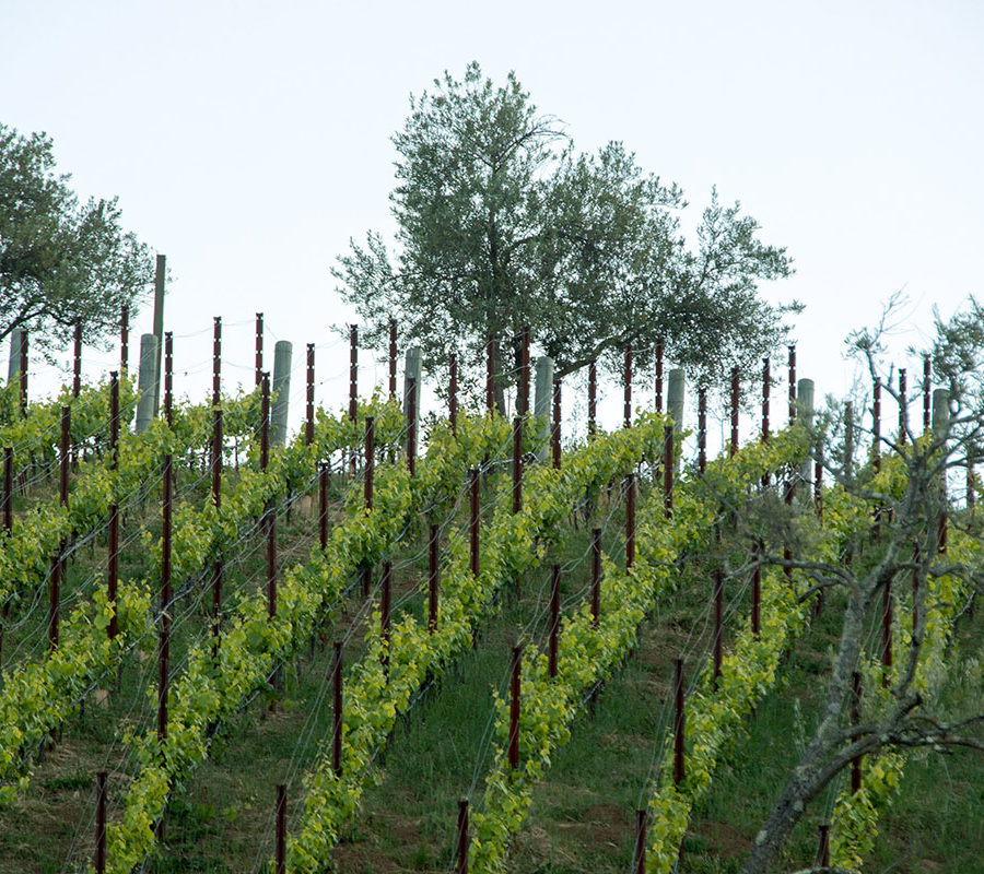 The Mountain Winery
