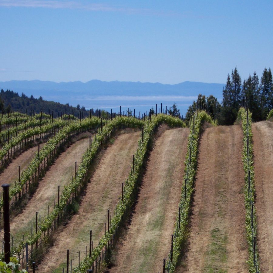 Muns Vineyard