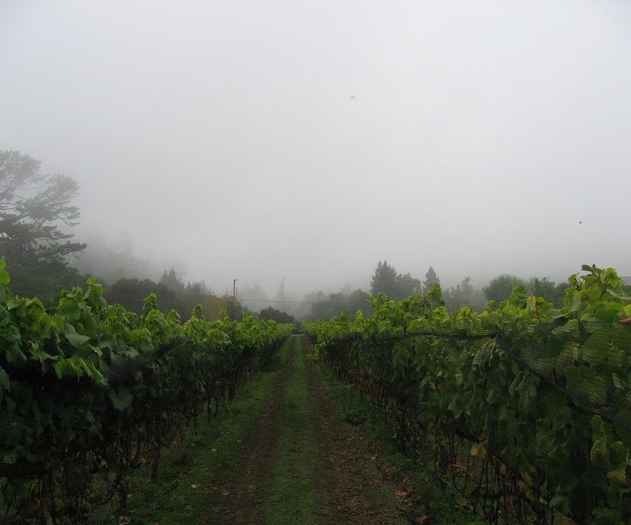 Rexford Winery