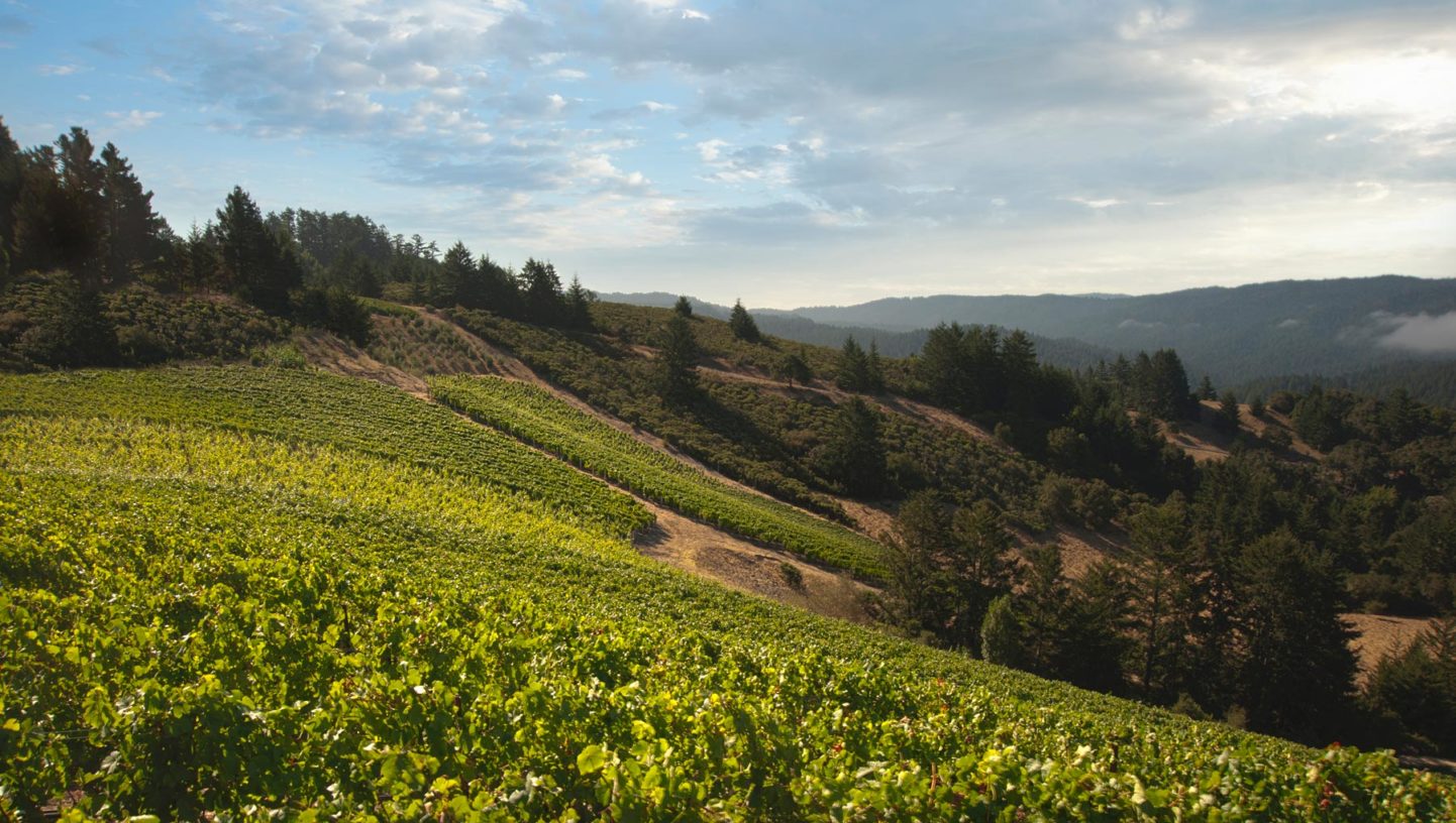 Santa Cruz Mountain Vineyard