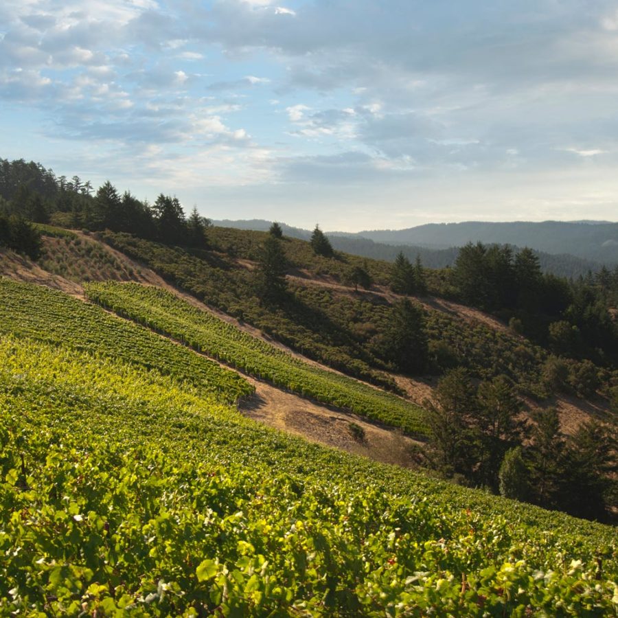 Rhys Vineyards