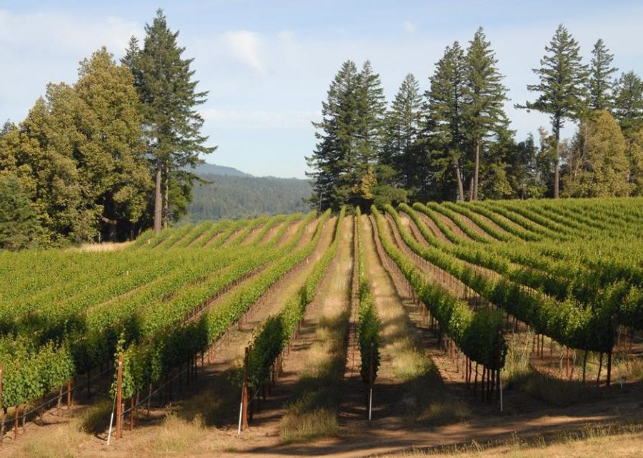 Wineries Archive Wines of the Santa Cruz Mountains