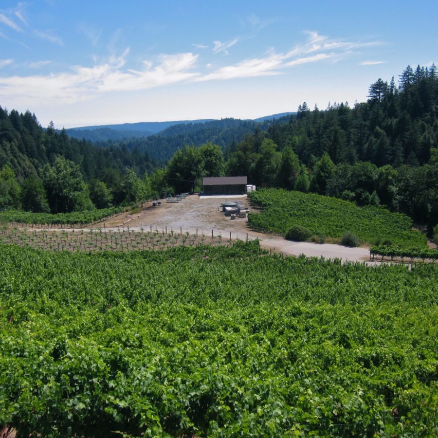 Silvertip Vineyards