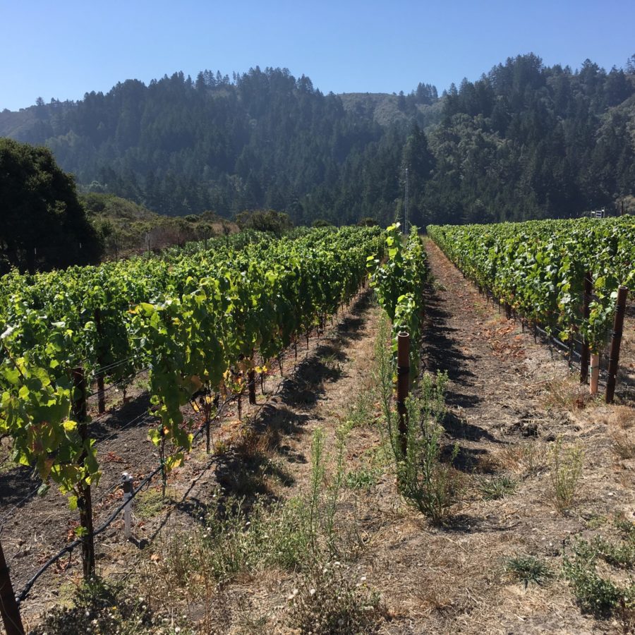Waxwing Wines