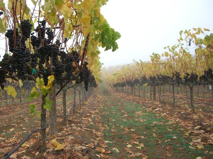 Villa del Monte Winery
