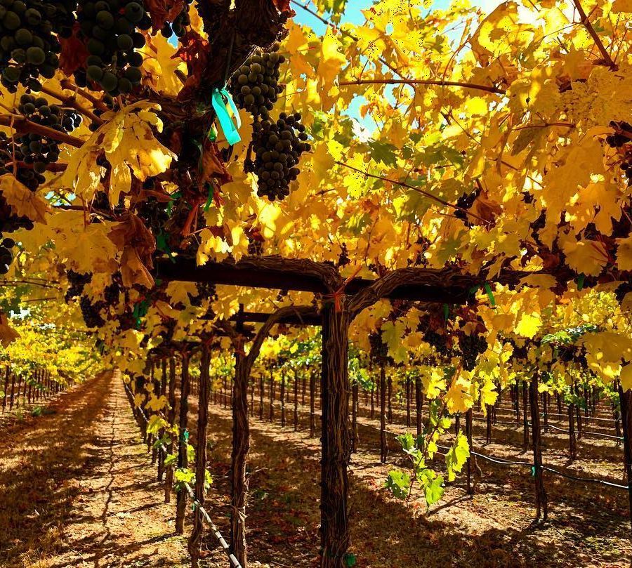 California Association of Winegrape Growers