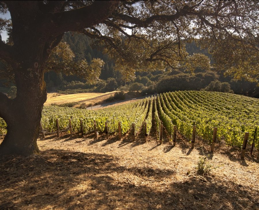 Alesia Viticulture Services