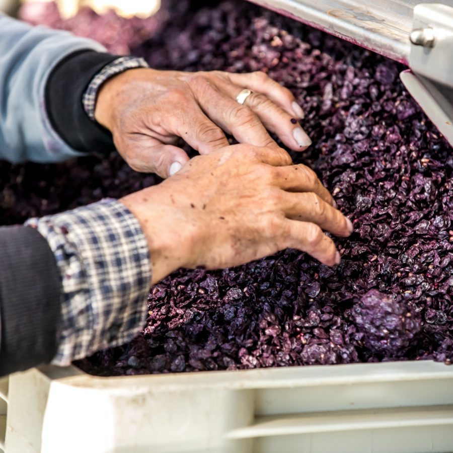 Meadowridge Vineyard