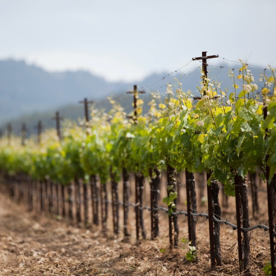 Liebeler Vineyard