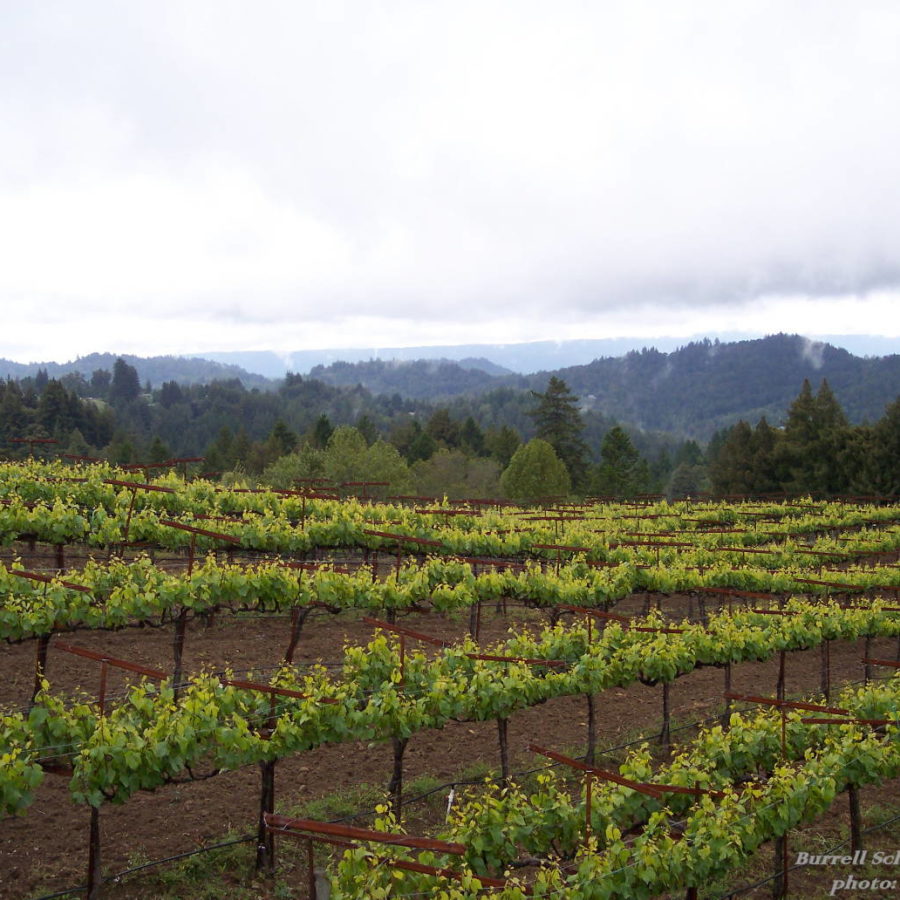 Viticulture Association of Santa Cruz Mountains