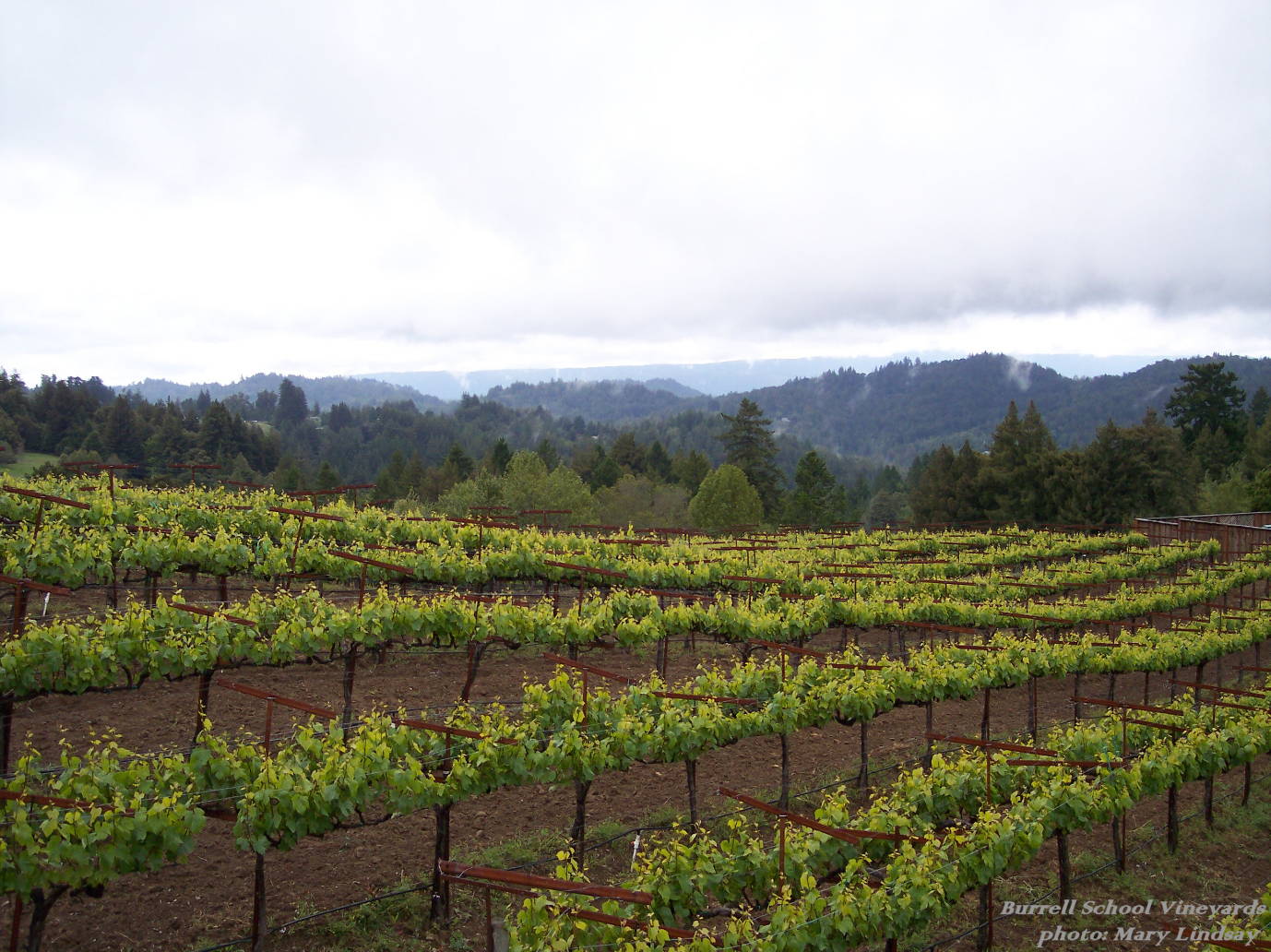 Viticulture Association of Santa Cruz Mountains