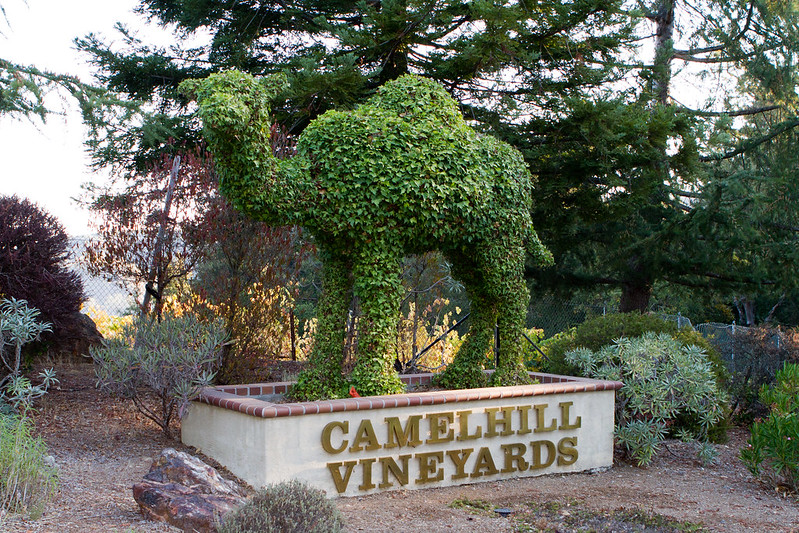 Camel Hill Vineyard