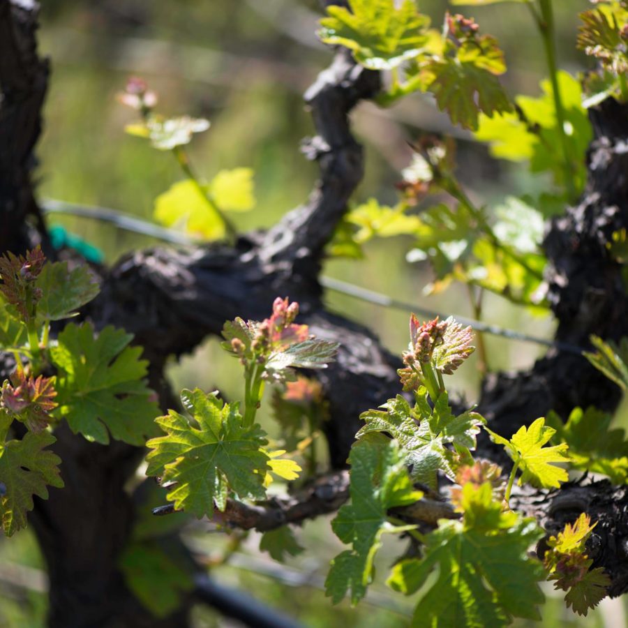 Casanova Vineyard
