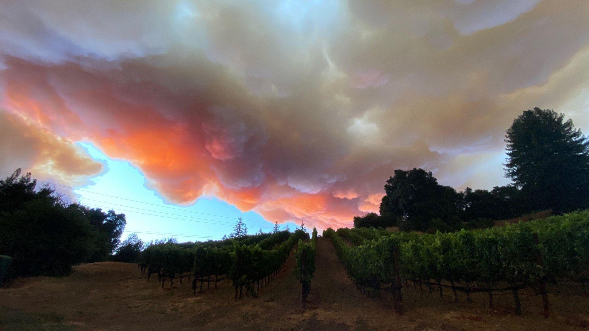 Santa Cruz Mountains Winegrowers Foundation