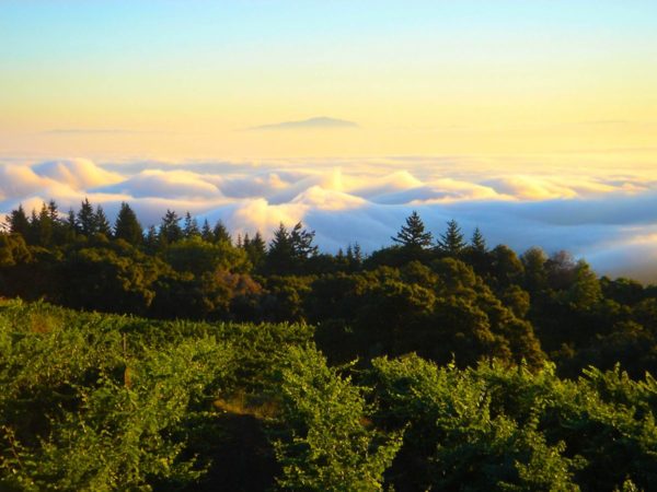 Santa Cruz Mountains Vintners Launch Wine Club