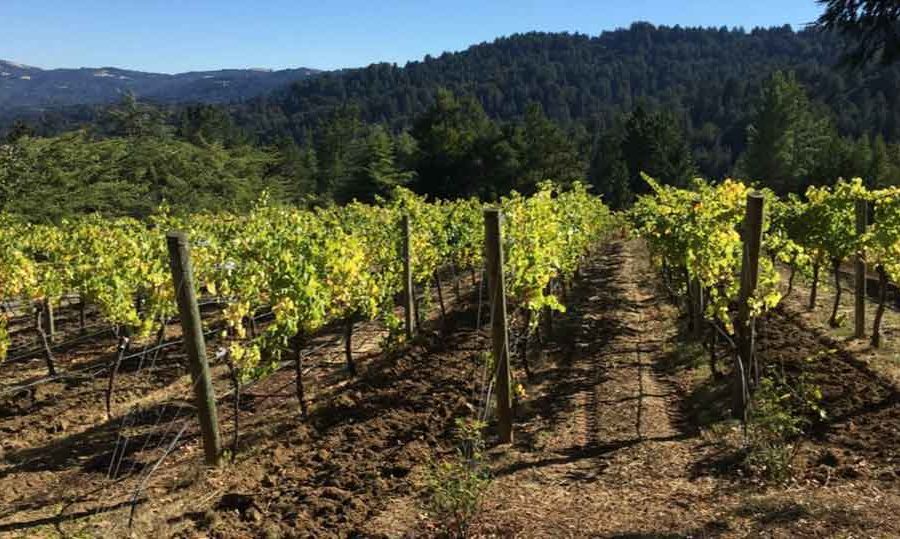 Wineries Archive - Wines of the Santa Cruz Mountains