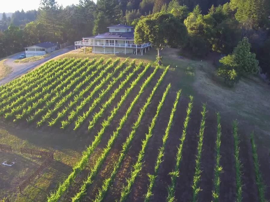 Aptos Vineyard
