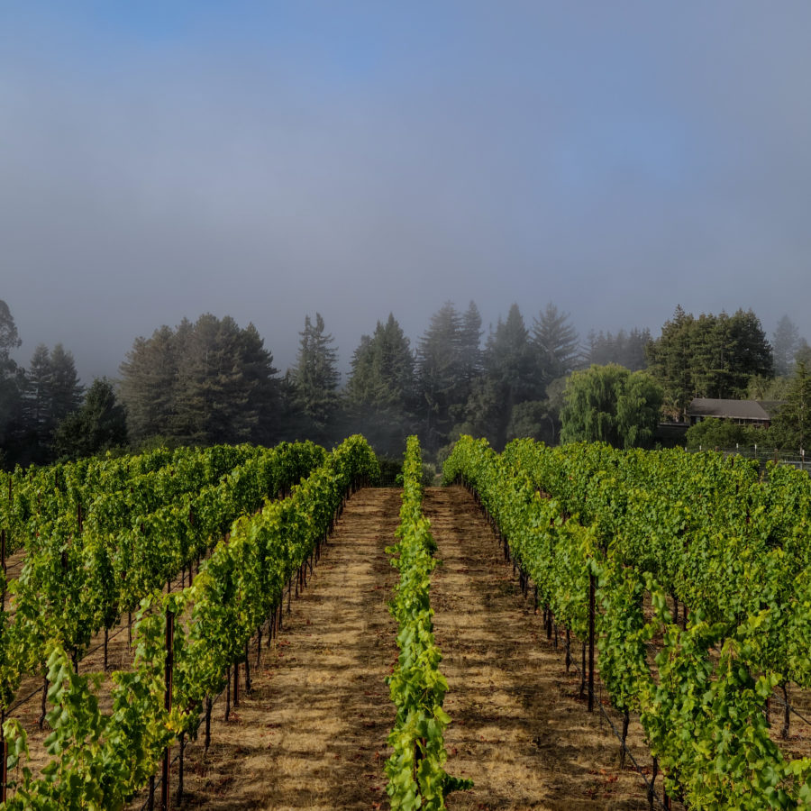Inversion Wine