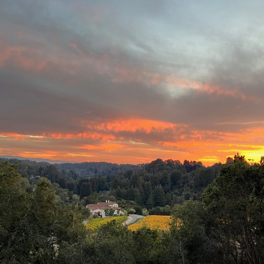 Rosscienda Vineyard