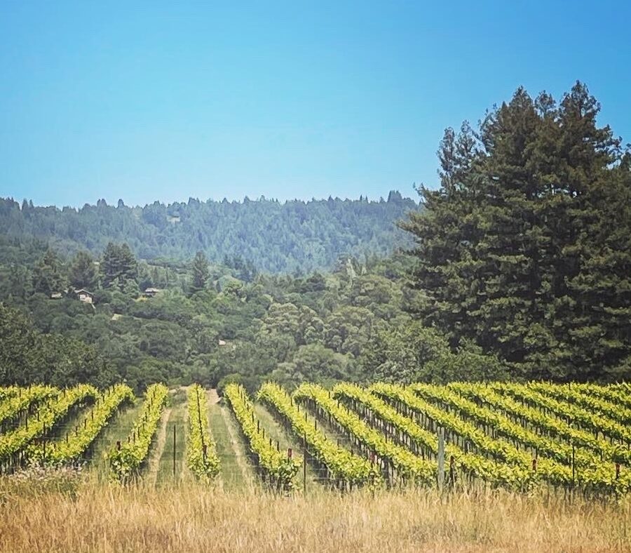 Samuel Louis Wines