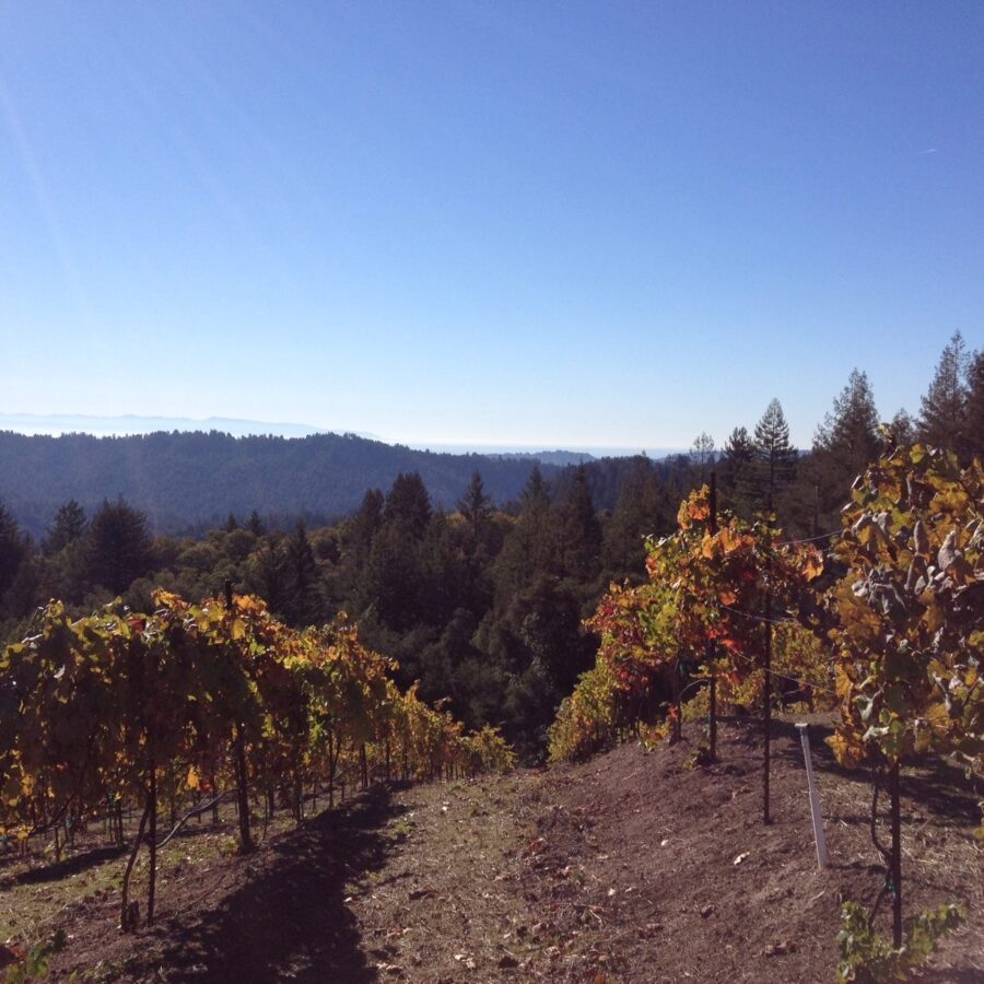 Griffin Hill Vineyards