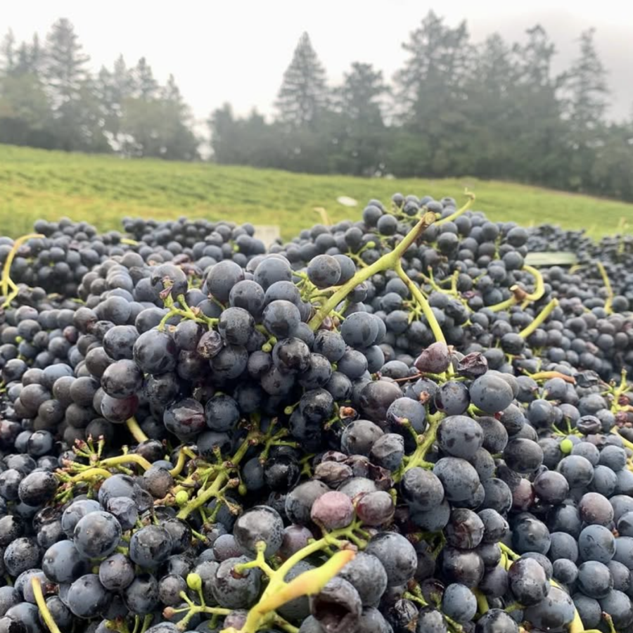 Full Circle Wines