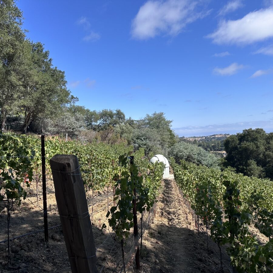 Dome Vineyards